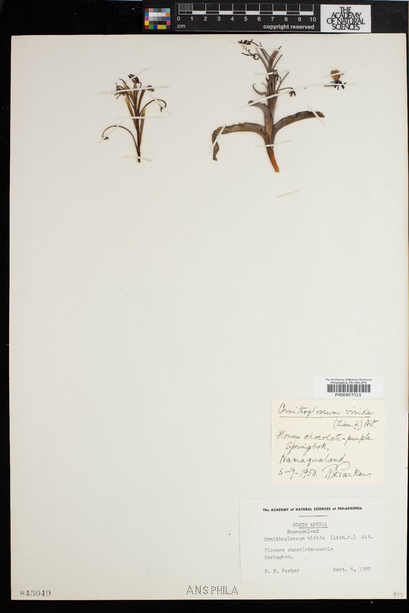 Ornithoglossum vulgare image