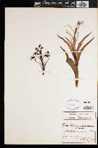 Ornithoglossum vulgare image