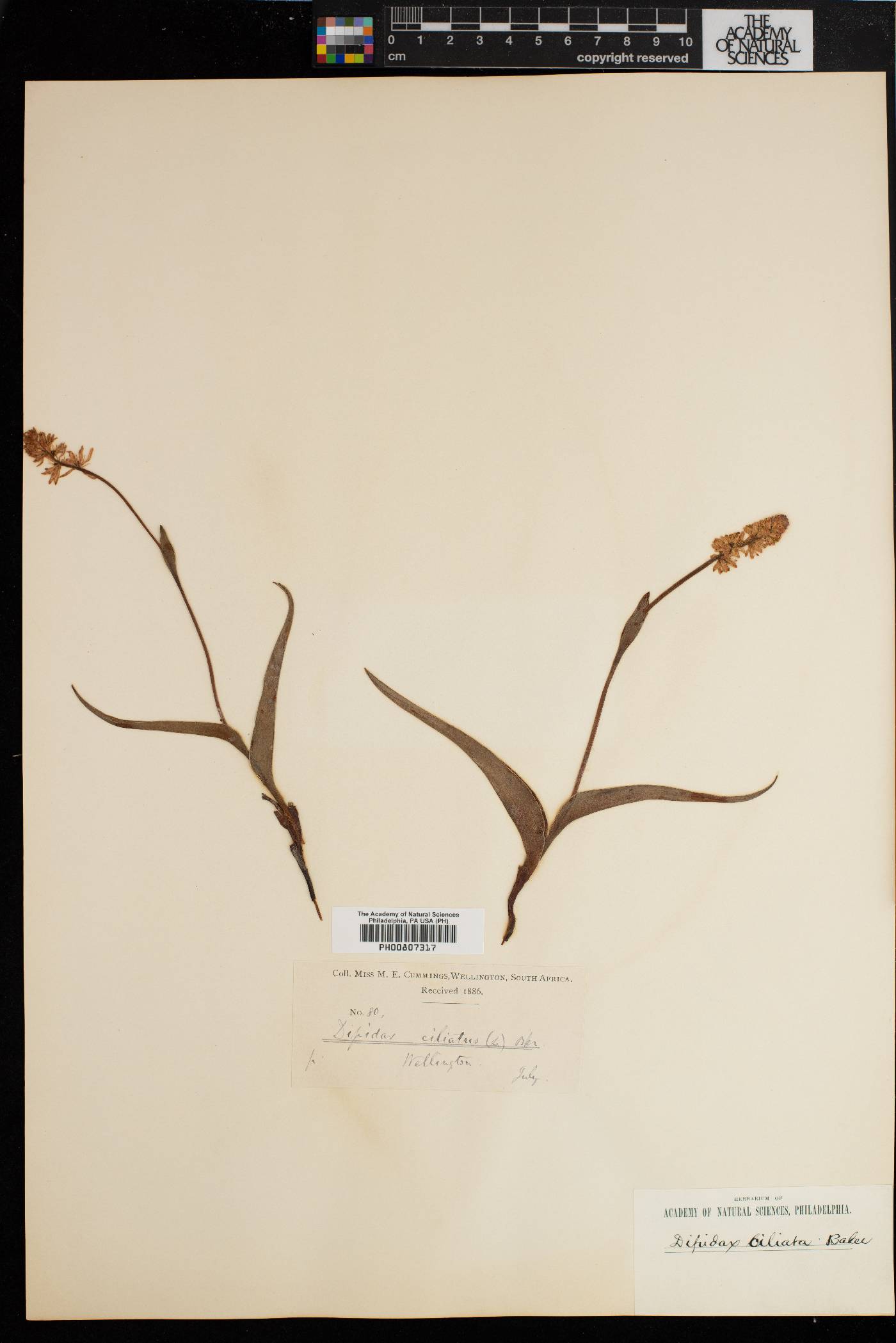 Wurmbea punctata image