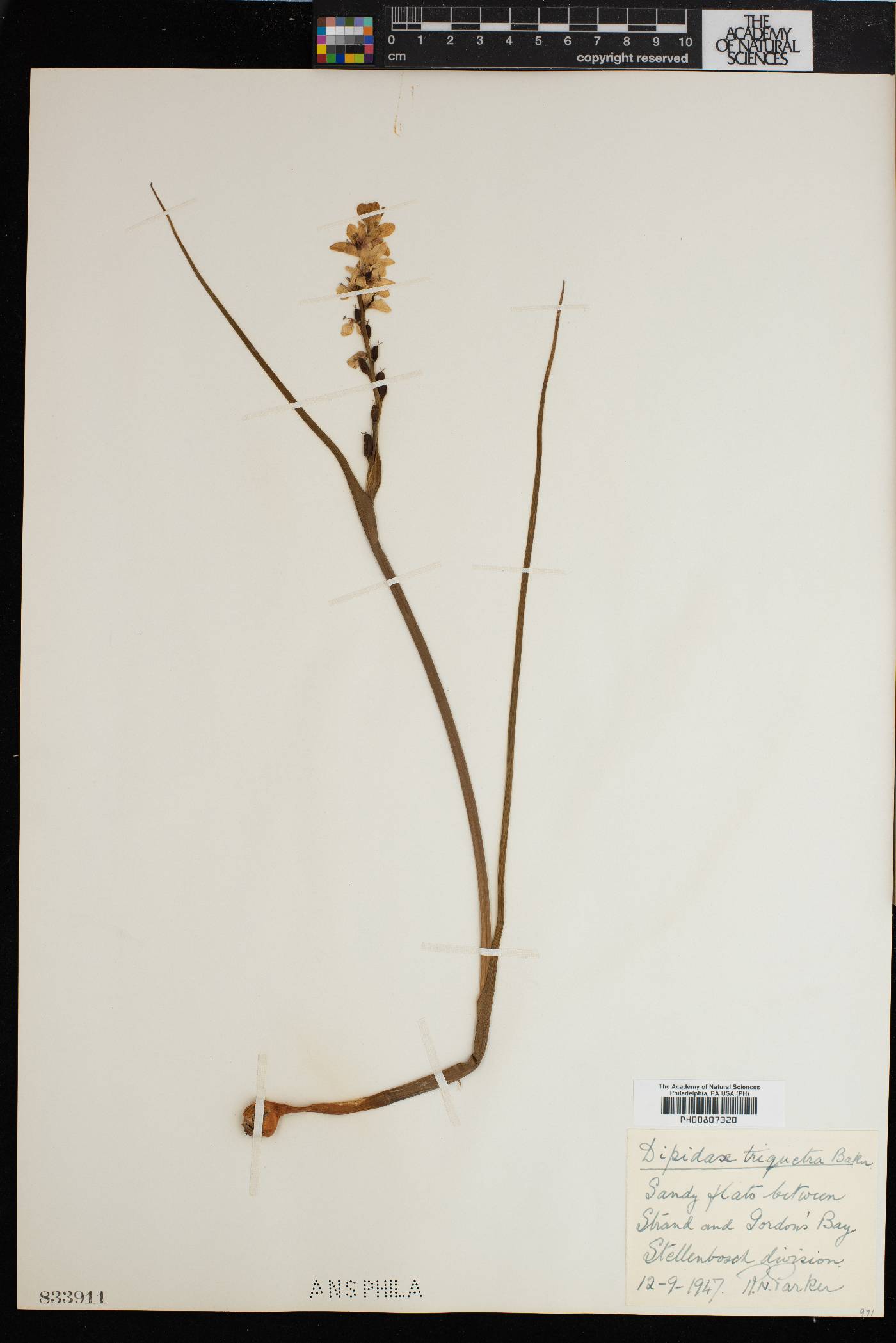 Wurmbea stricta image