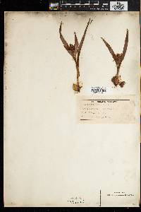 Media resource of Colchicum natalense