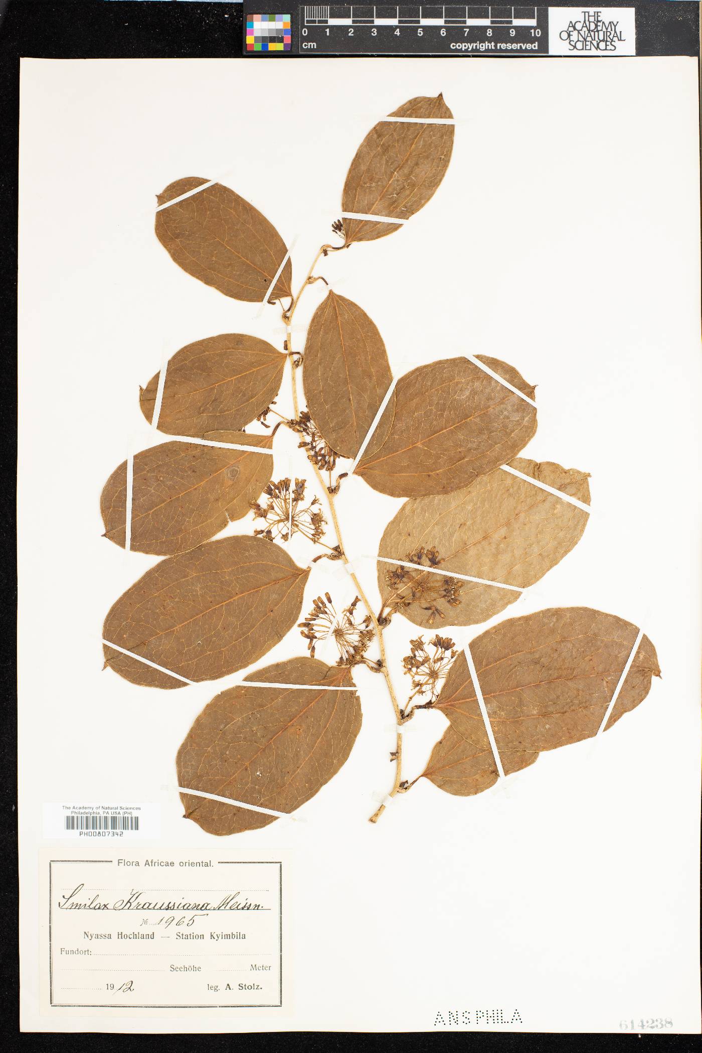 Smilax anceps image