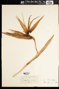 Strelitzia reginae image