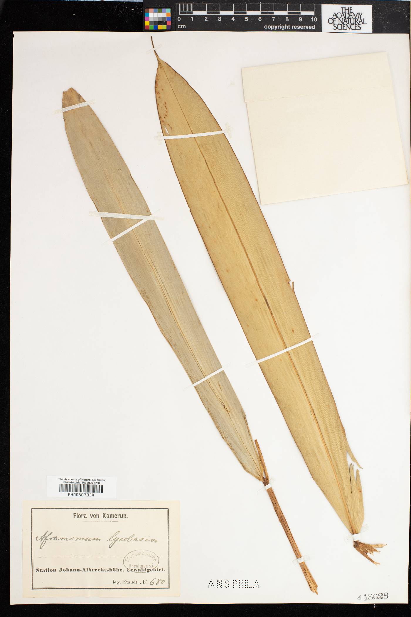 Aframomum limbatum image