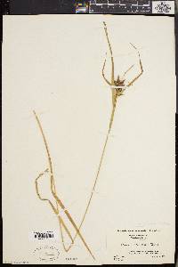 Carex intumescens var. fernaldii image