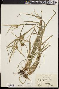 Carex intumescens var. fernaldii image