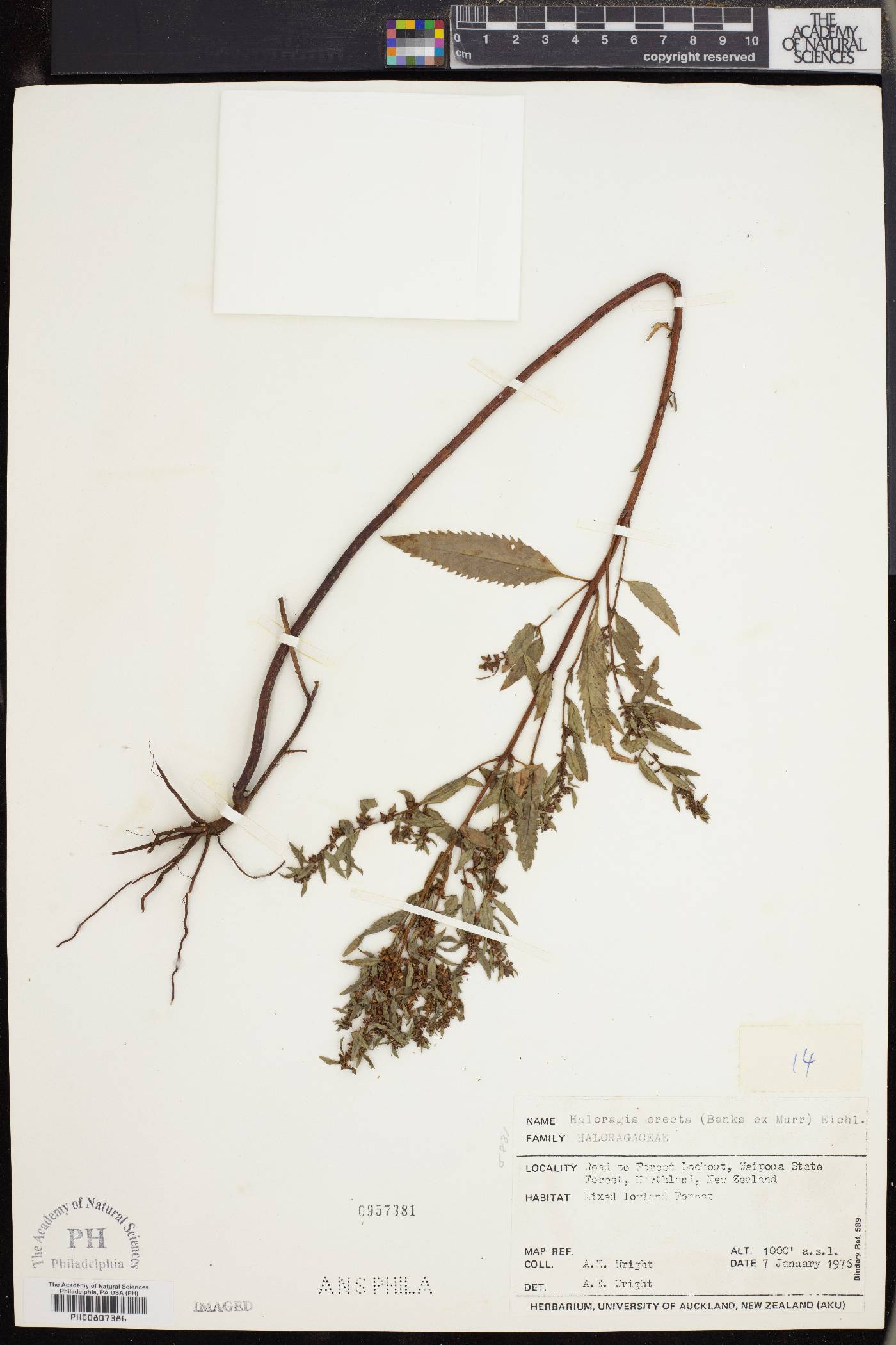 Haloragis erecta image