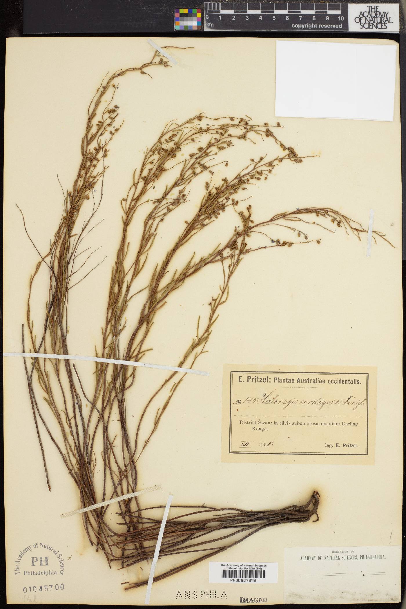 Gonocarpus cordiger image
