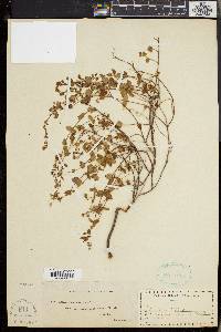 Gonocarpus mezianus image