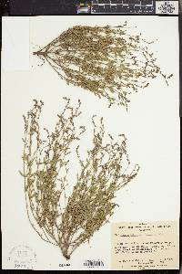Haloragis tetragyna image