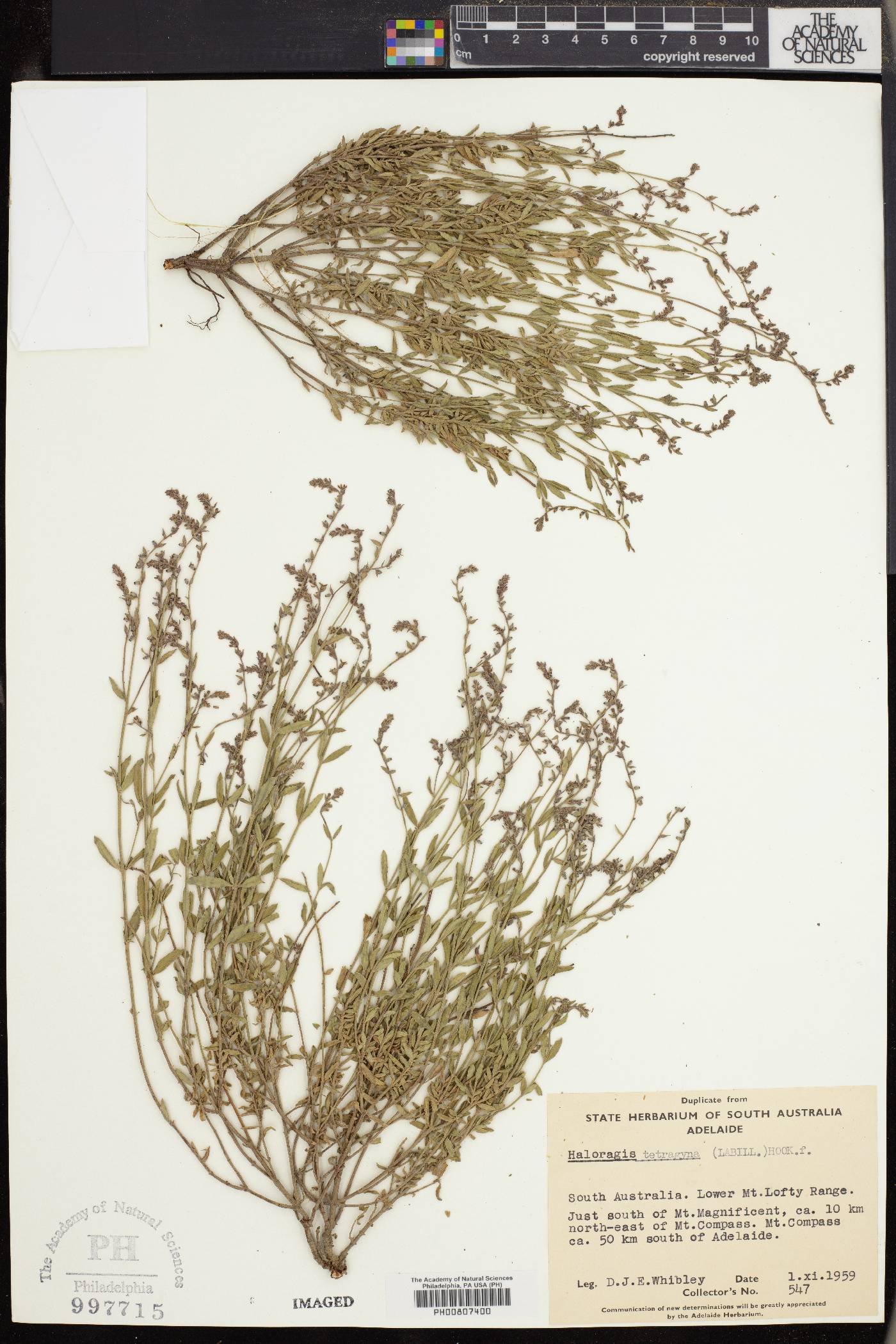 Haloragis image