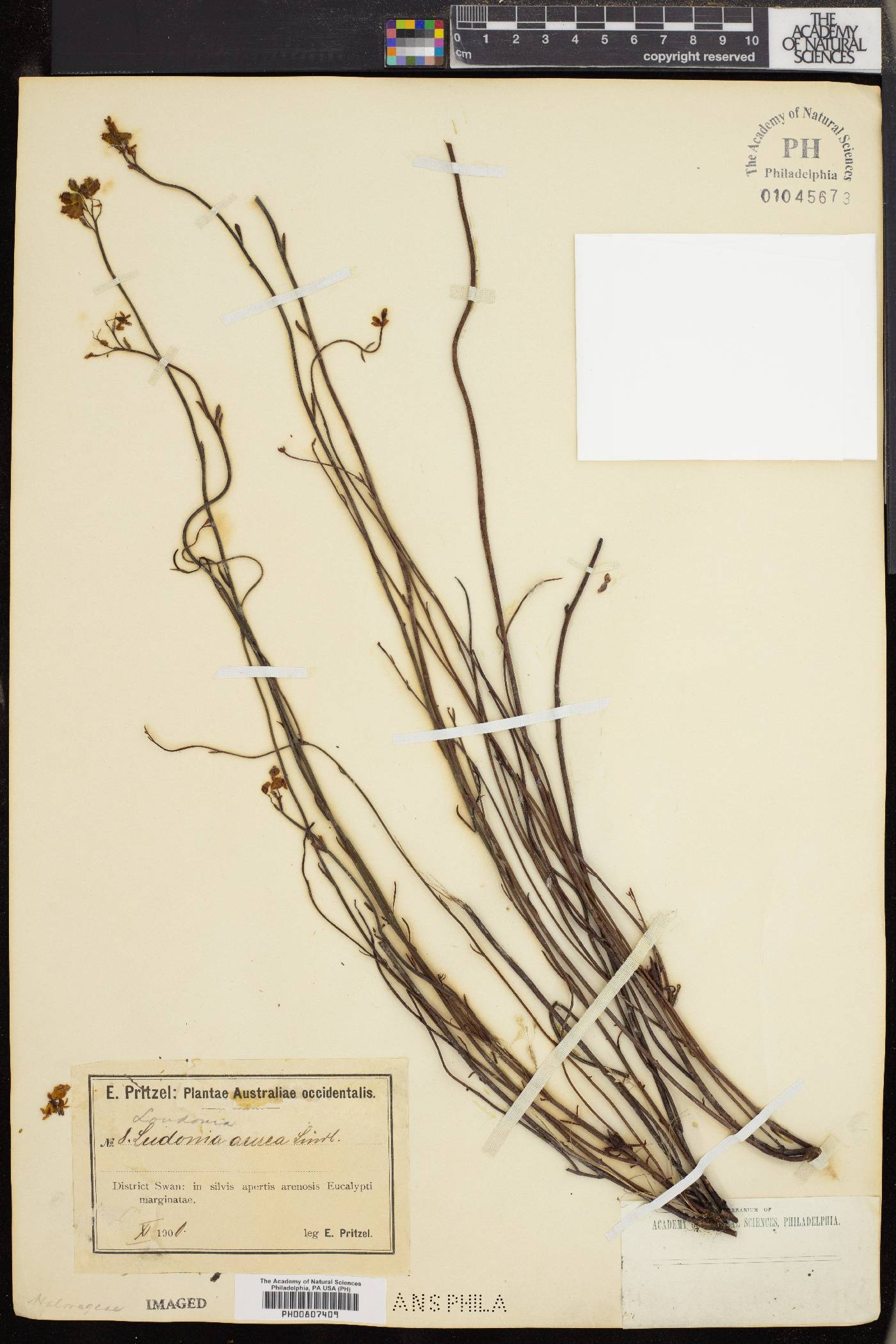 Glischrocaryon aureum image