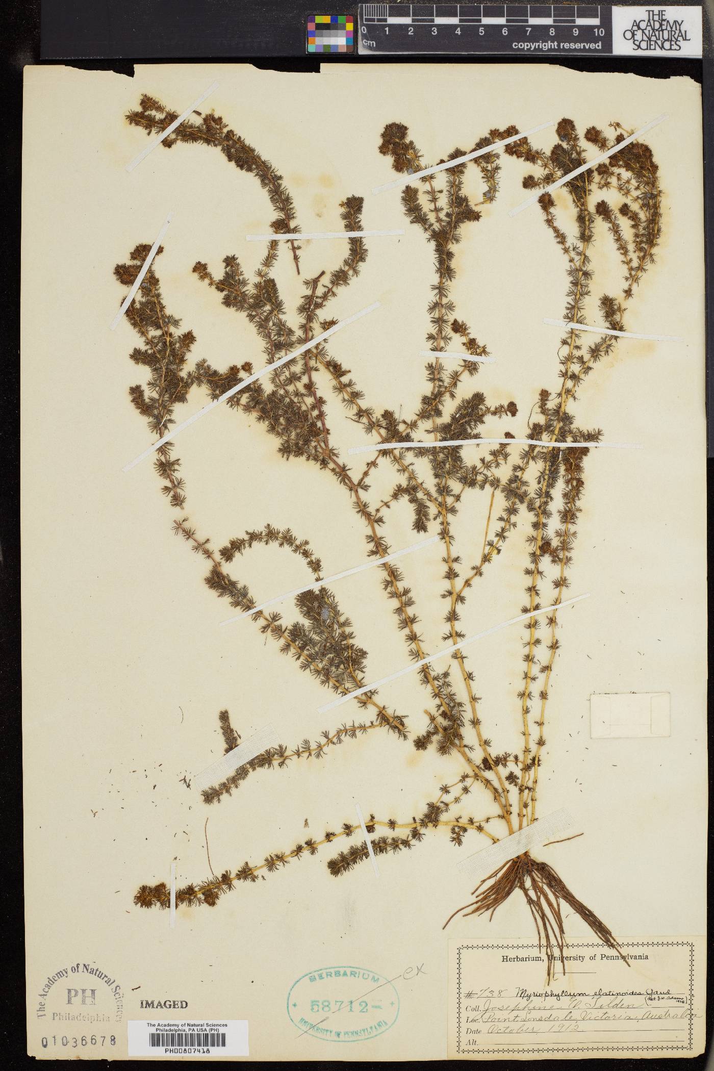 Myriophyllum quitense image