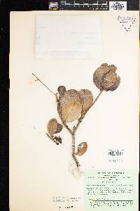 Image of Erythrospermum monticola