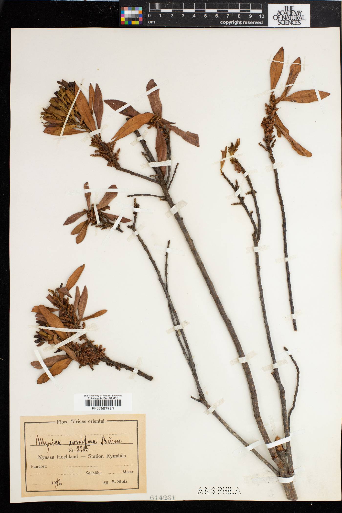 Morella cordifolia image