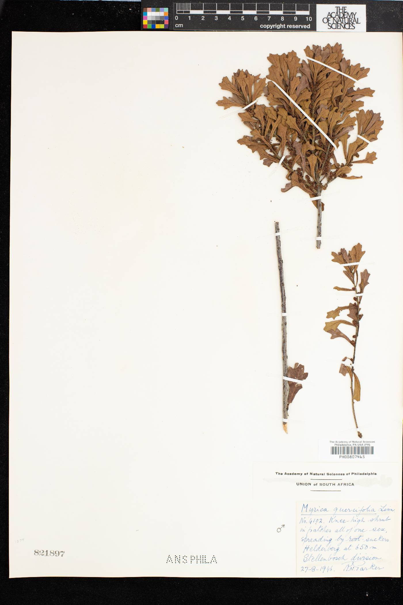 Morella quercifolia image