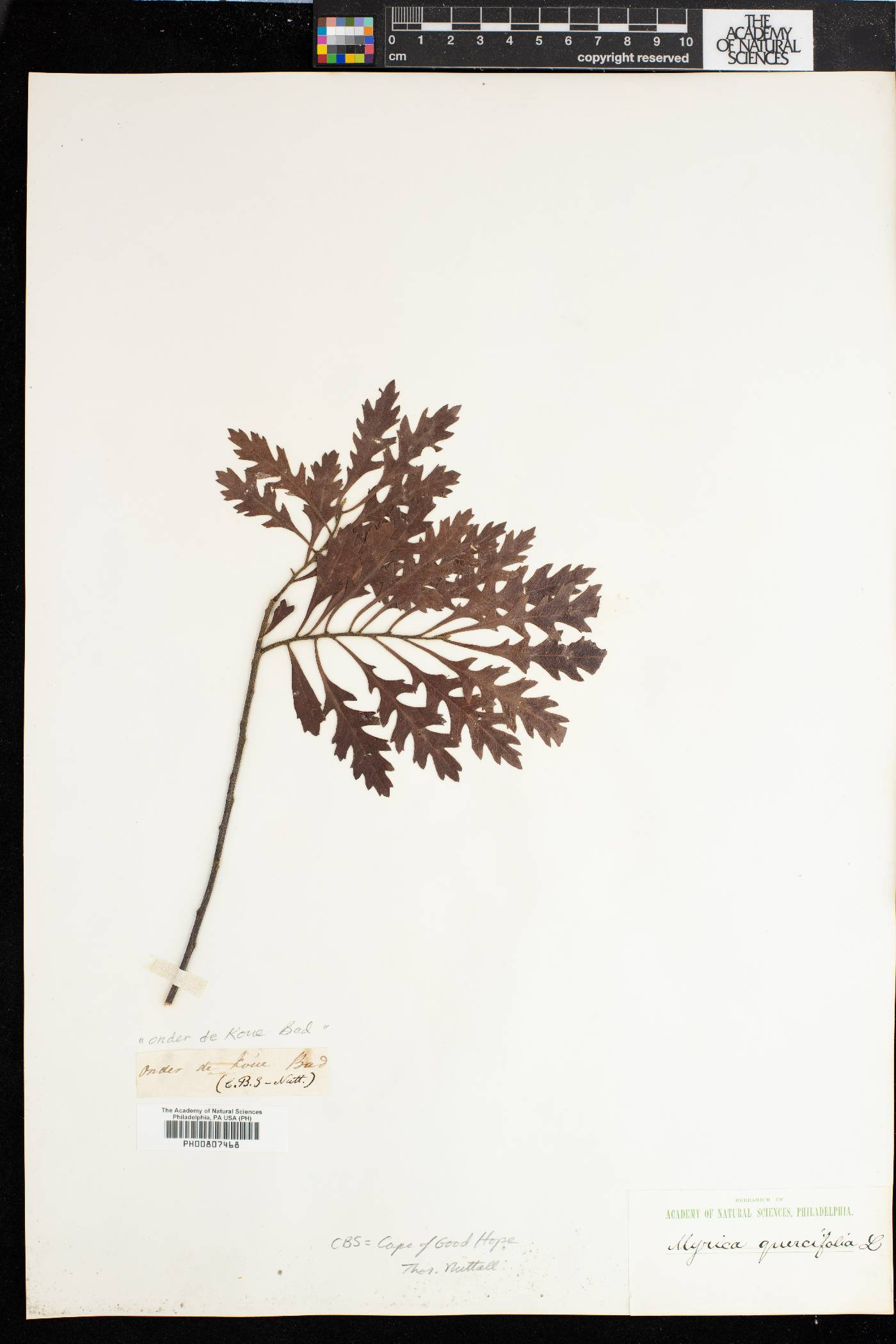 Morella quercifolia image