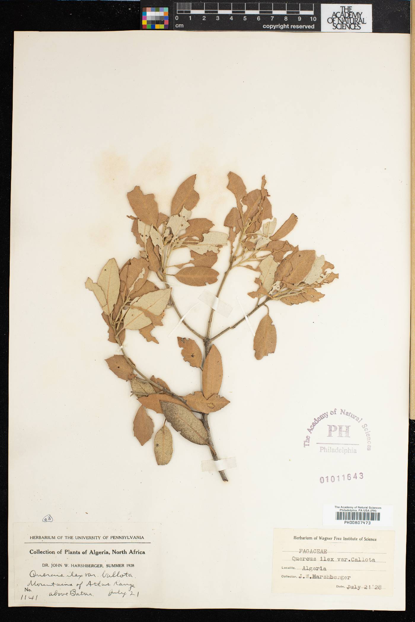 Quercus ilex subsp. ballota image