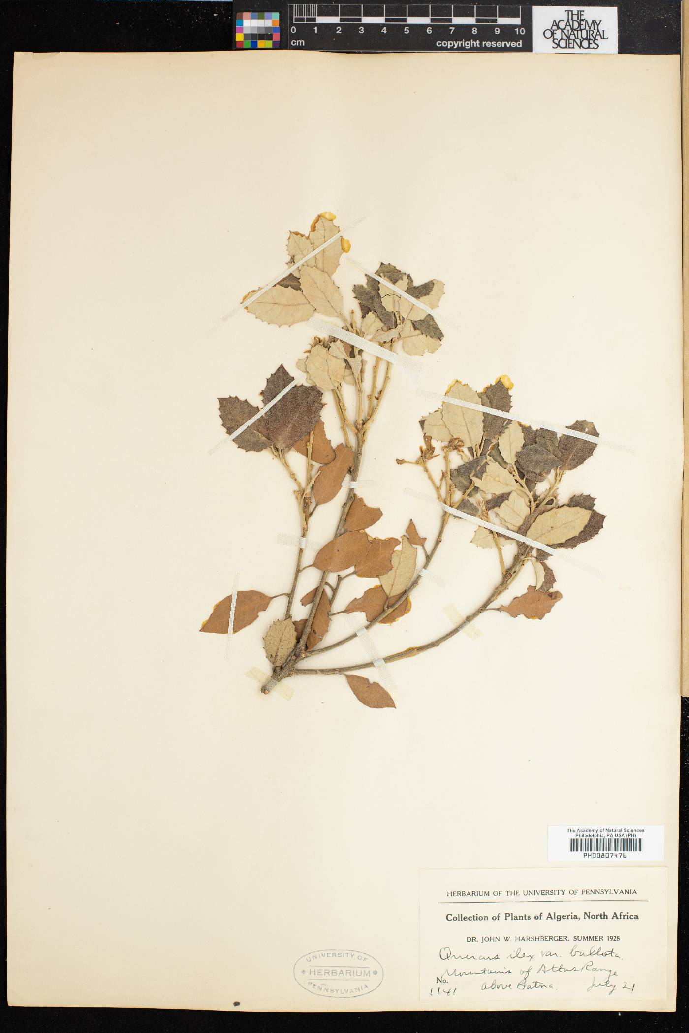 Quercus ilex subsp. ballota image