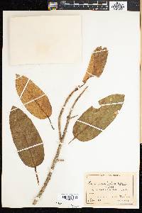 Ficus sansibarica image