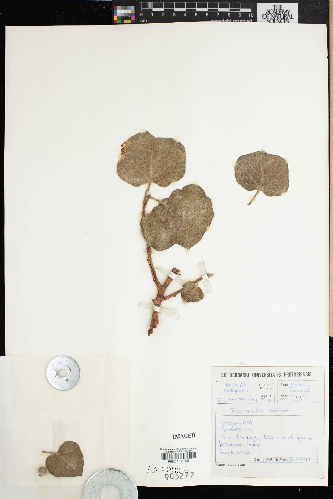 Ficus tettensis image
