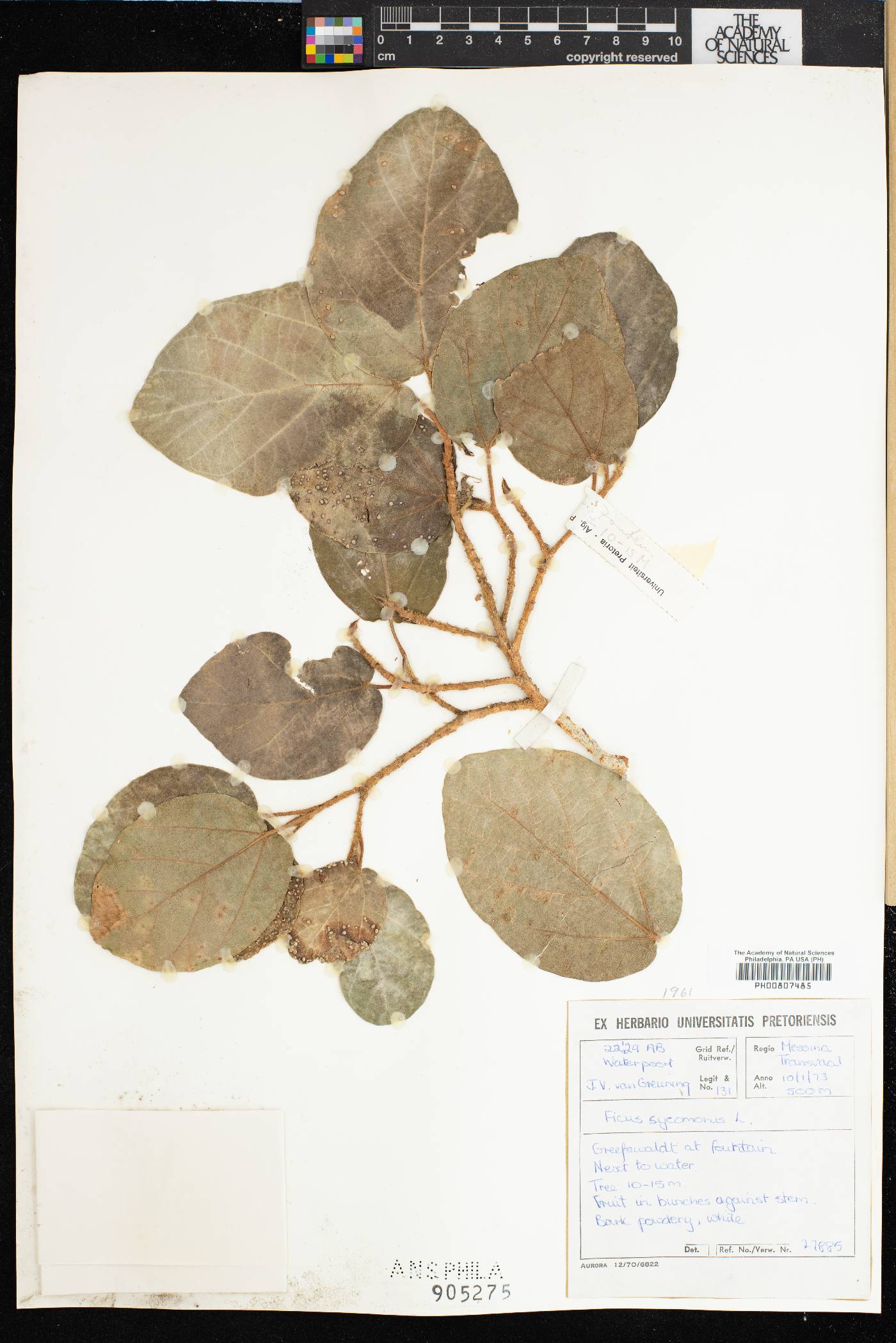 Ficus sycomorus image