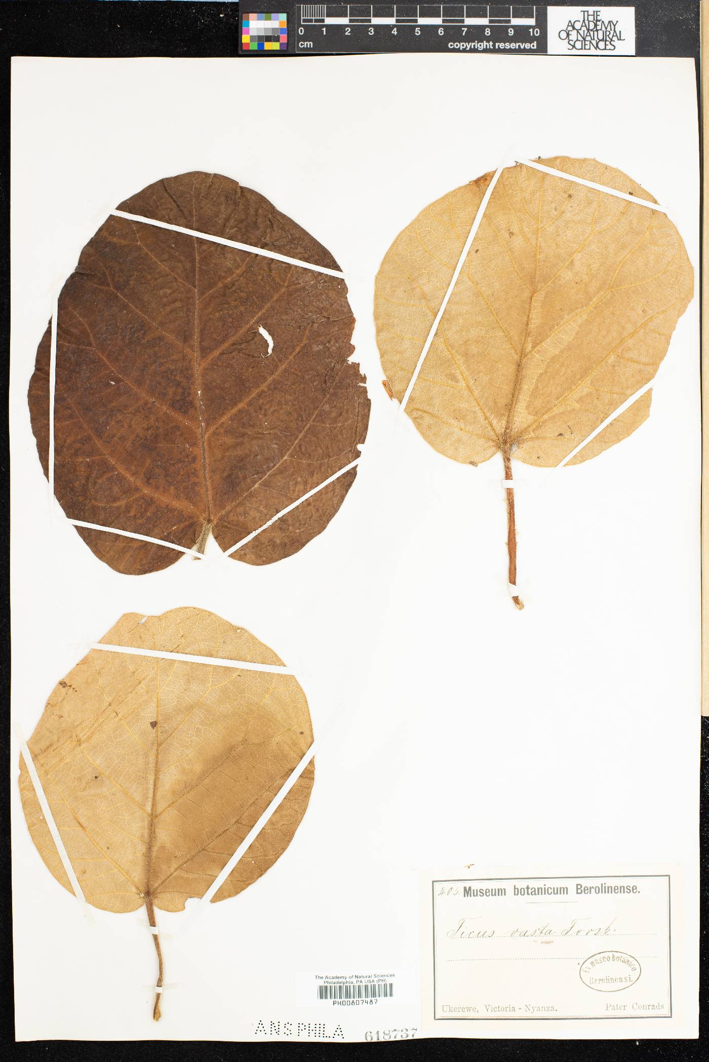 Ficus vasta image