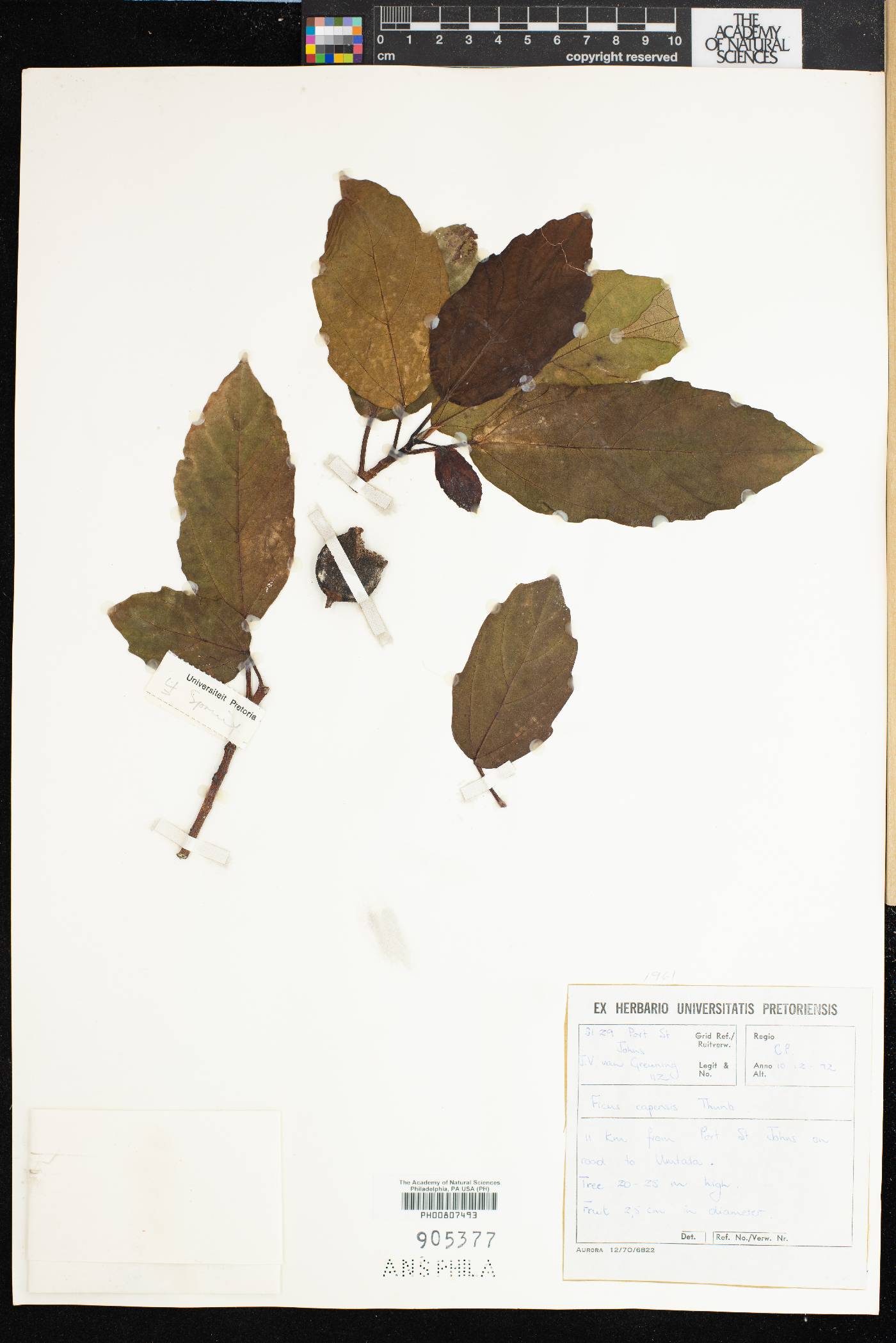 Ficus capensis image