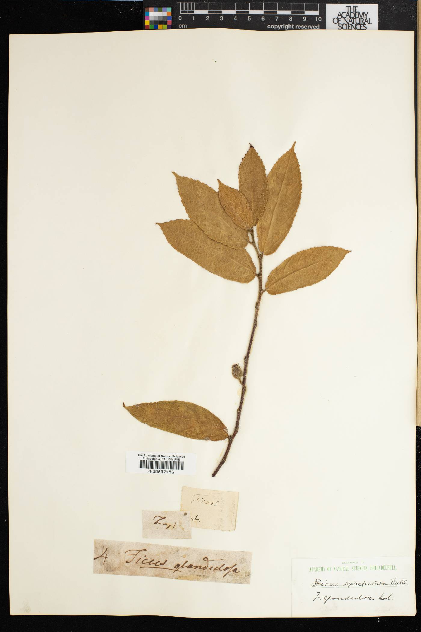 Ficus glandulosa image