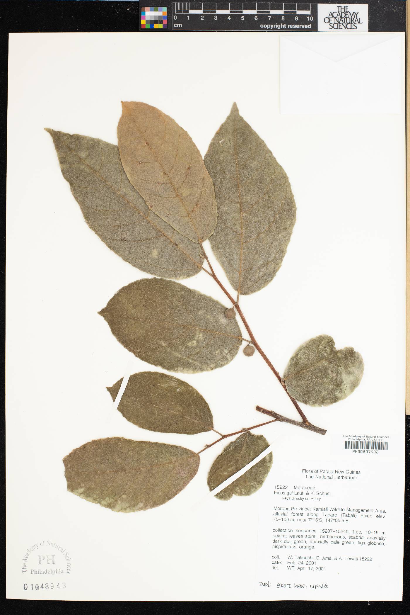 Ficus gul image