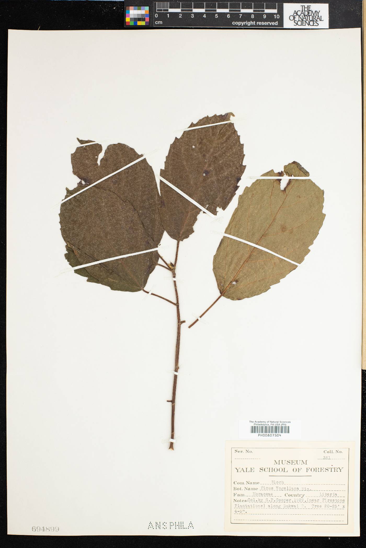 Ficus vogeliana image