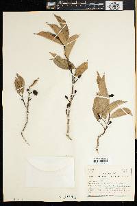 Trilepisium madagascariense image