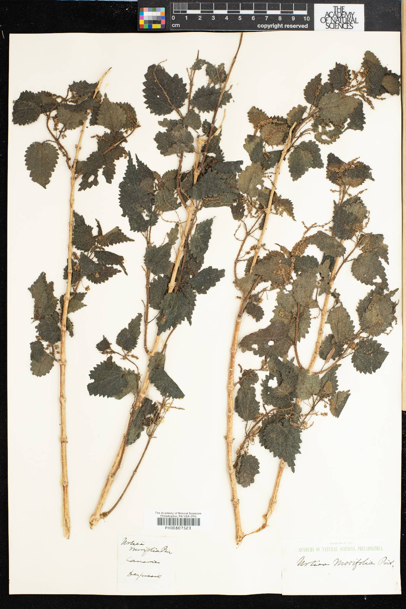 Urtica morifolia image