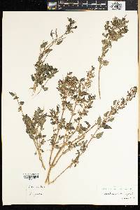 Image of Urtica stachyoides