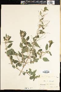 Urtica stachyoides image