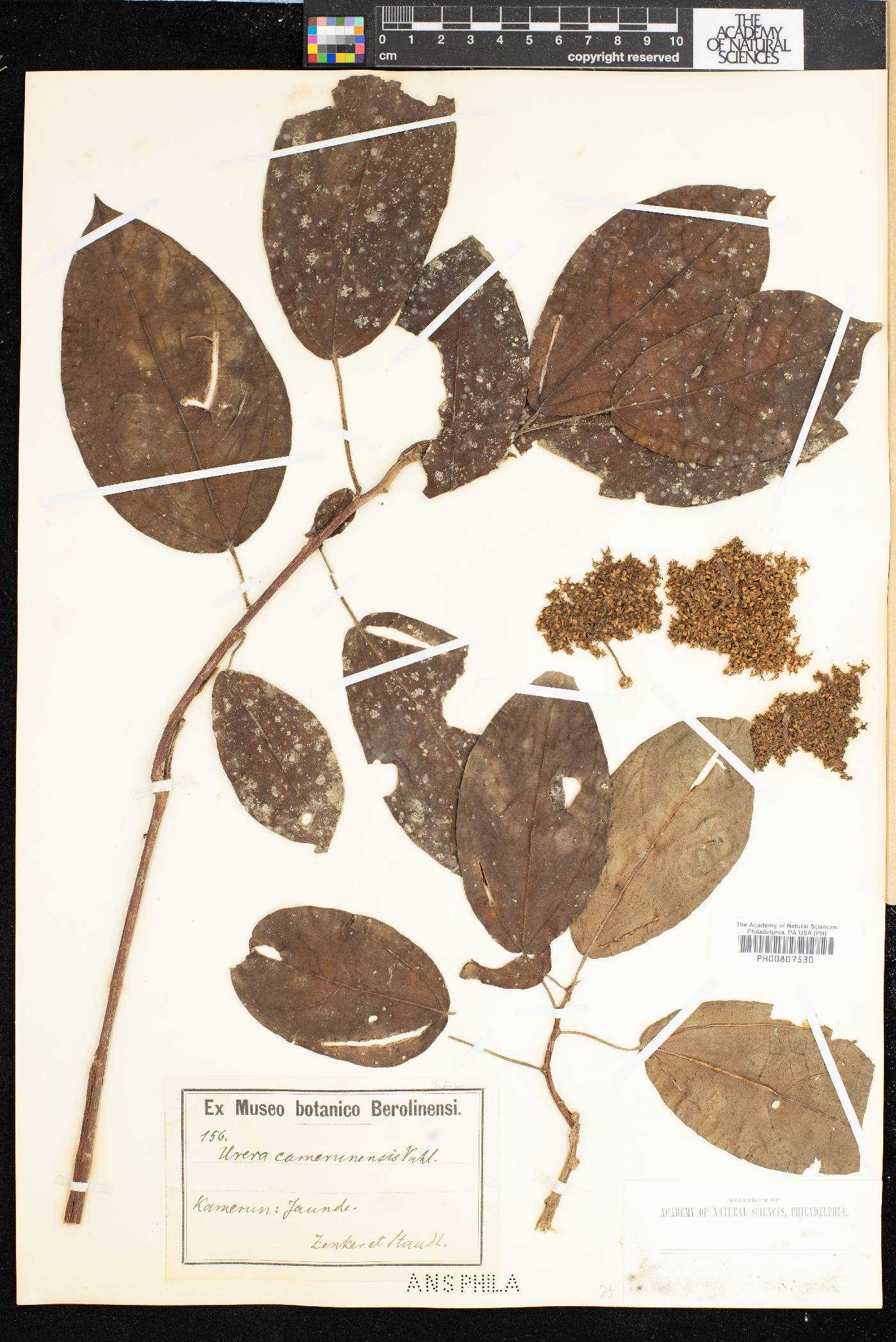 Scepocarpus trinervis image