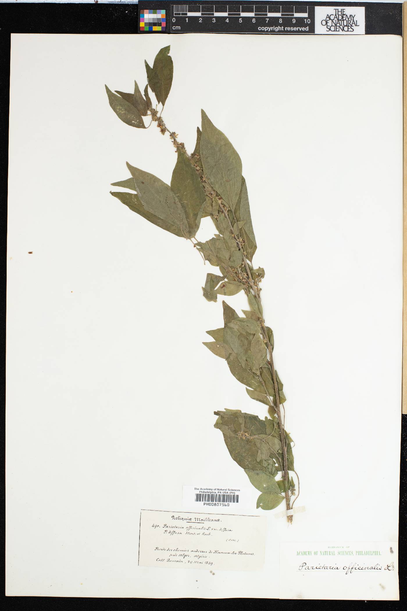Parietaria diffusa image