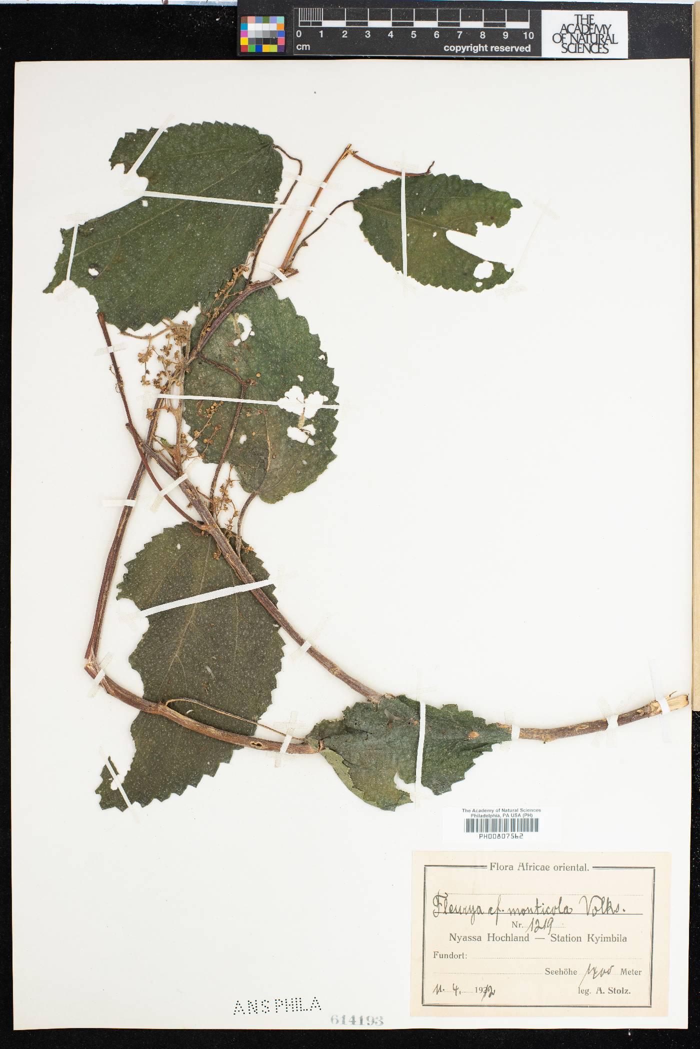 Laportea alatipes image