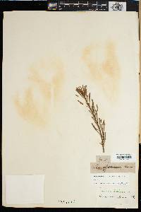 Image of Leucadendron linifolium