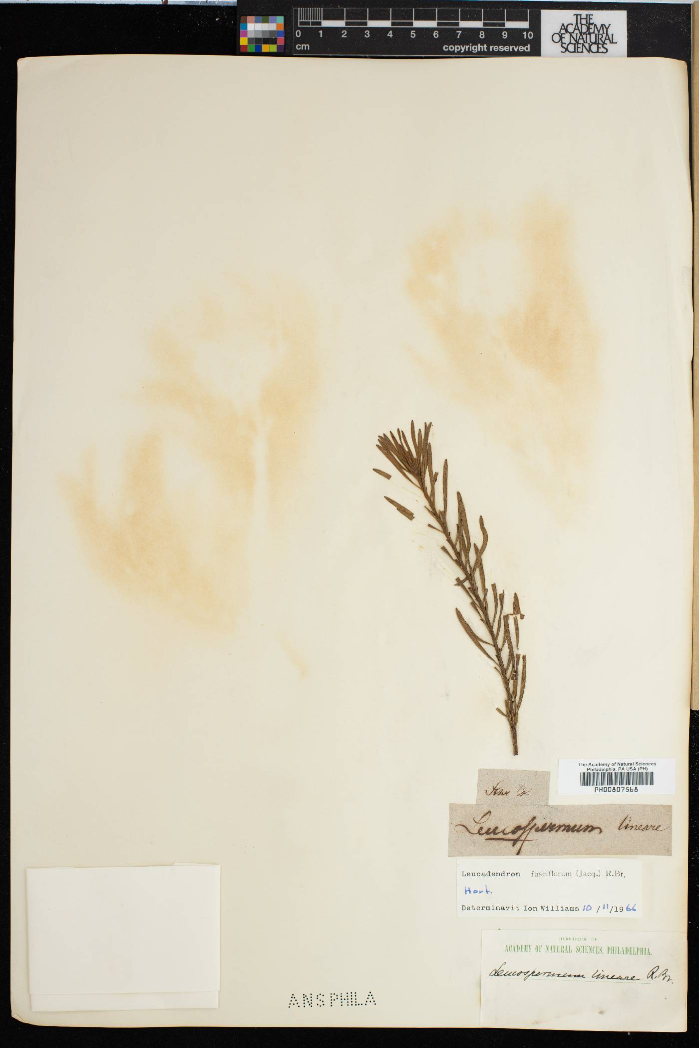 Leucadendron linifolium image