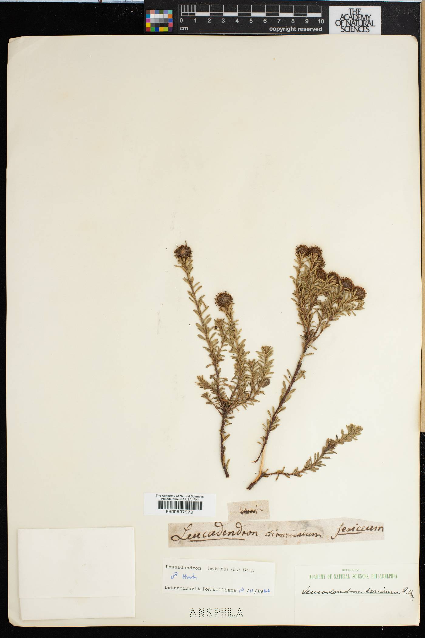 Leucadendron levisanus image