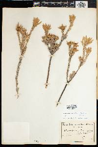 Leucadendron nitidum image