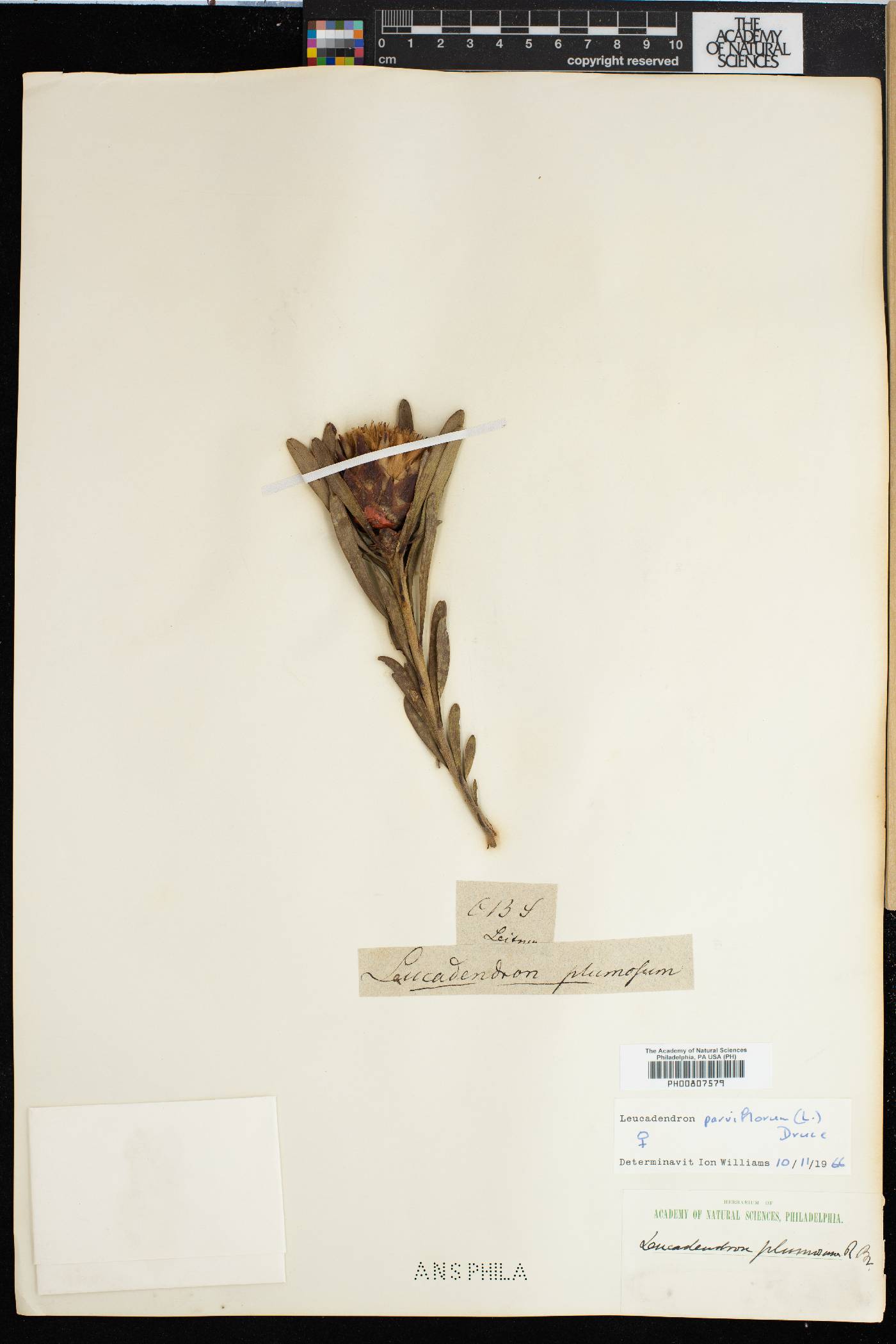 Leucadendron arcuatum image