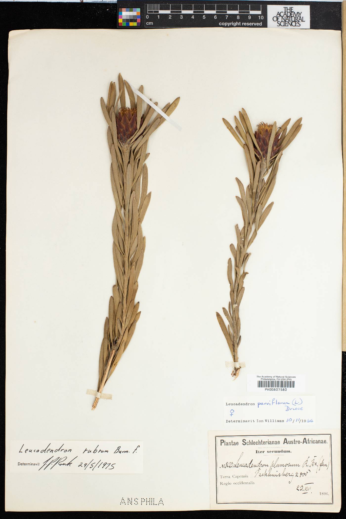 Leucadendron rubrum image