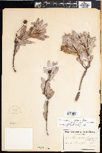 Image of Leucadendron loranthifolium