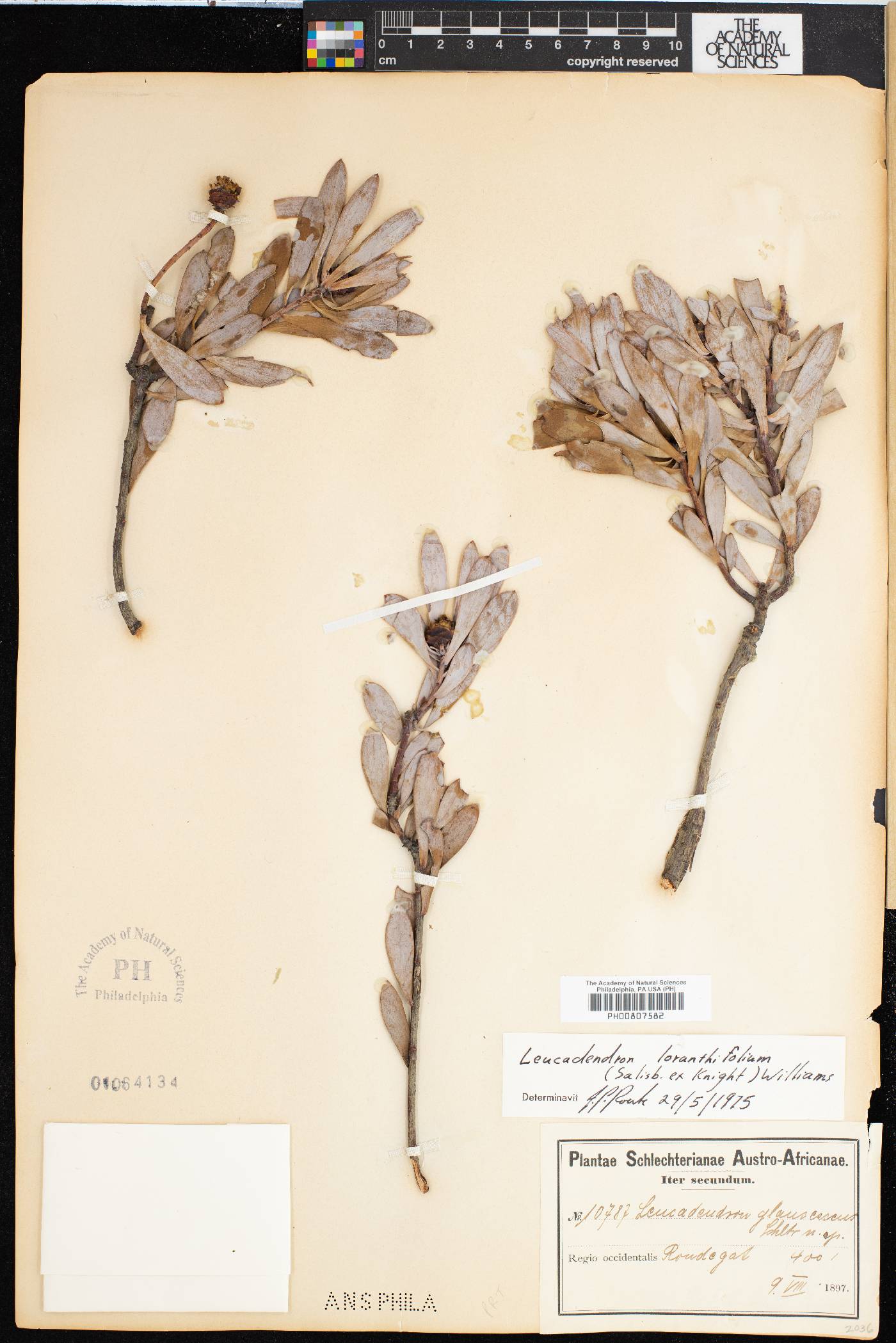 Leucadendron loranthifolium image