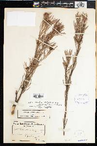 Leucadendron meyerianum image