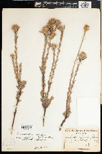 Leucadendron nitidum image