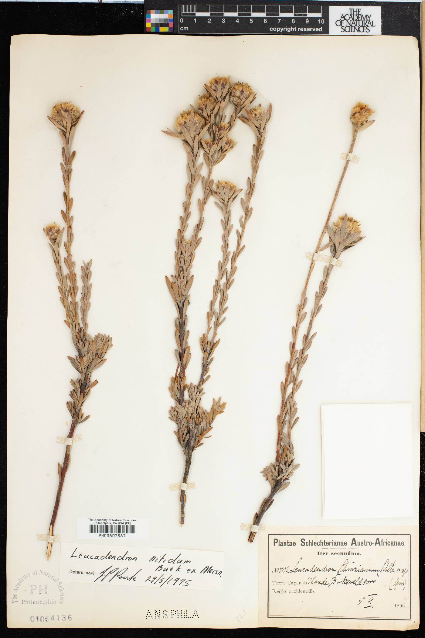Leucadendron nitidum image
