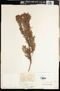 Leucadendron arcuatum image